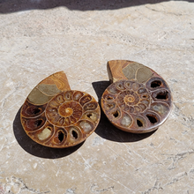 Charger l'image dans la galerie, paire d'ammnonite fossile
