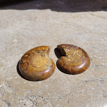 Charger l'image dans la galerie, ammonite fossilisée