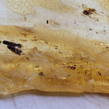 Charger l'image dans la galerie, ambre avec insecte