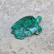Charger l'image dans la galerie, Tortue en Malachite