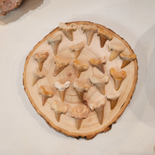 Charger l'image dans la galerie, Dent de requin fossilisée