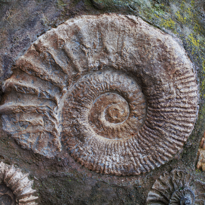 Comment se forment les fossiles ?