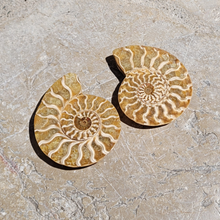 Charger l&#39;image dans la galerie, paire ammonite fossile
