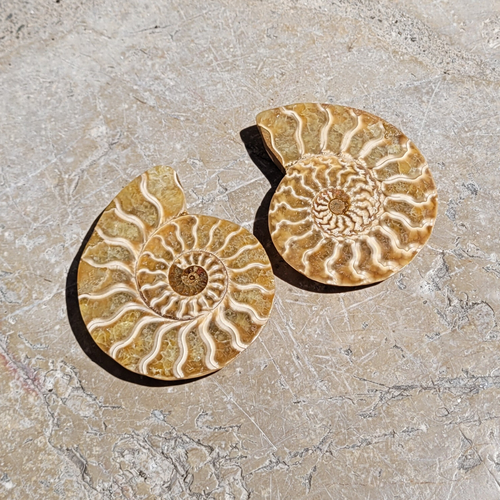 paire ammonite fossile