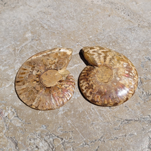 Charger l&#39;image dans la galerie, paire ammonite
