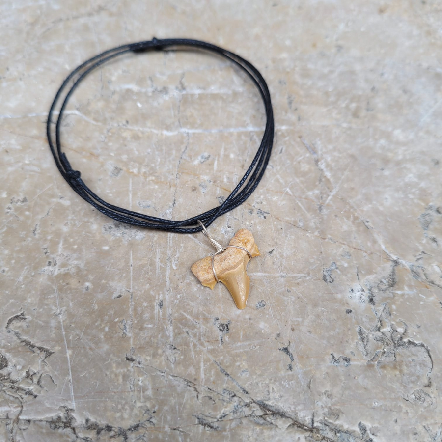 pendentif dent de requin fossile