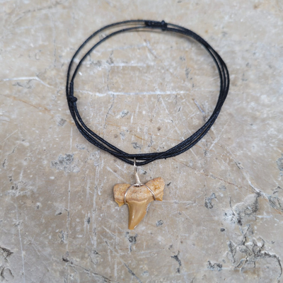 Pendentif Dent de Requin Fossile