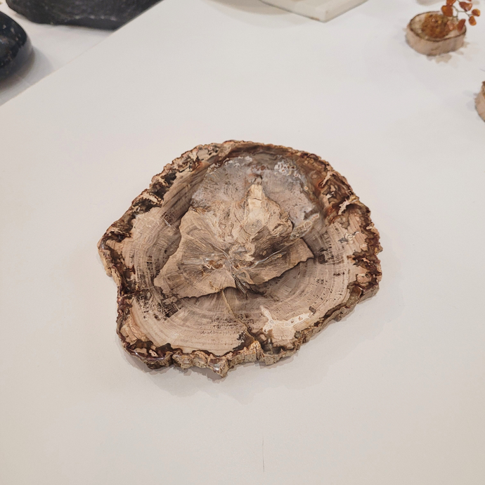 Tranche de bois ^petrifié