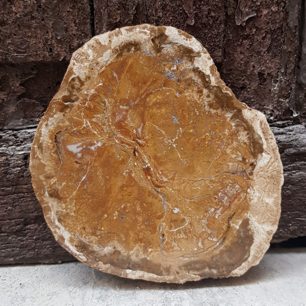 Tranche de bois Fossilisé
