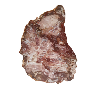 Tranche de bois fossilisé n°2