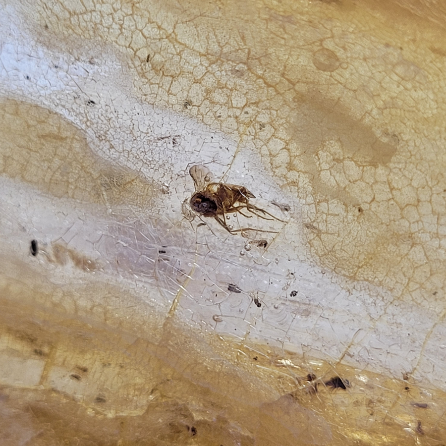 Insecte dans ambre
