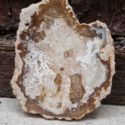 Tranche de bois fossilisé n°3