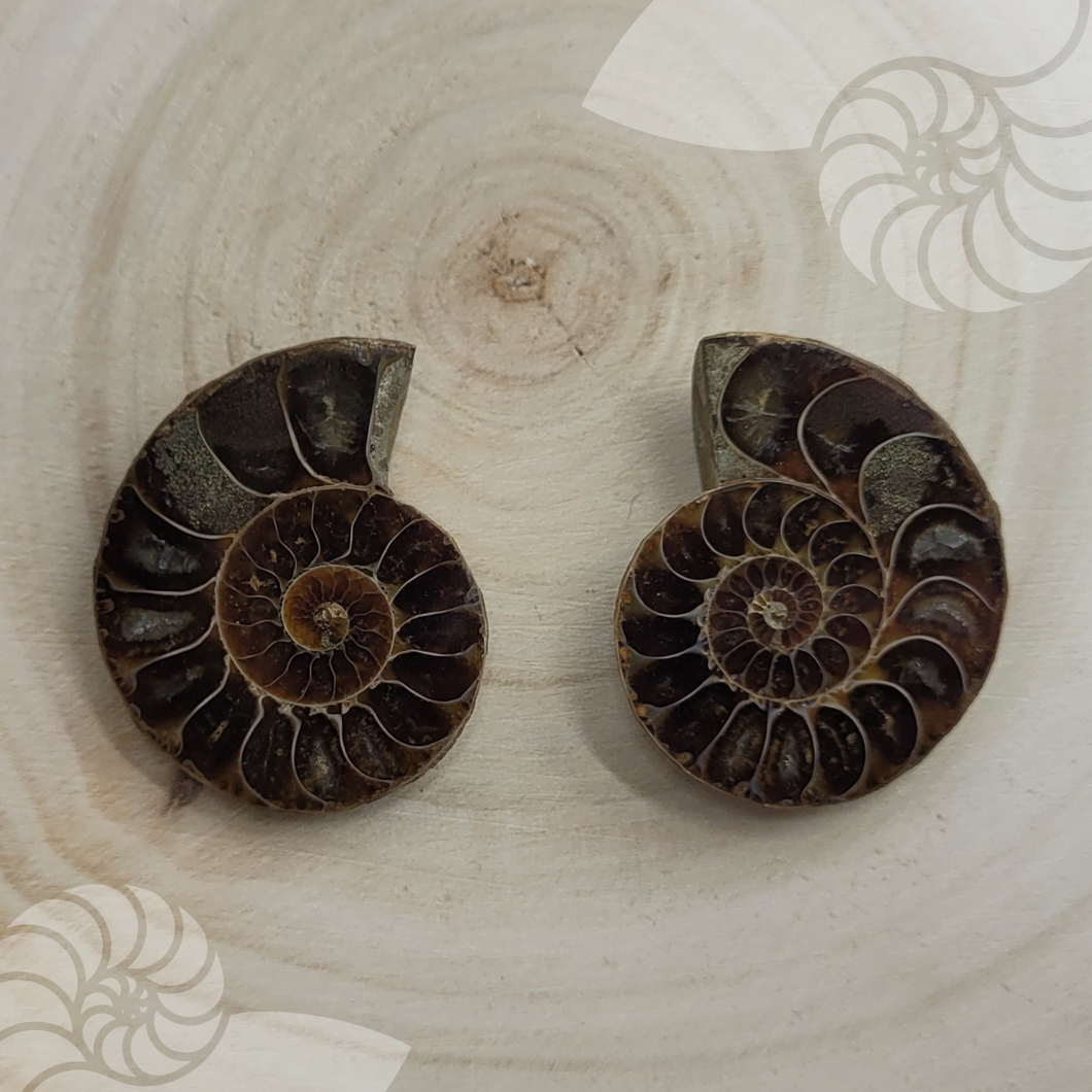 une paire d'ammonite , La pierre a pris la place du mollusque maintenant la structure de son enveloppe terrestre.