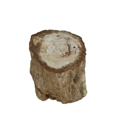 Morceau de Bois Fossilisé