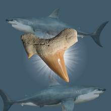 Charger l&#39;image dans la galerie, Dent de Requin fossile
