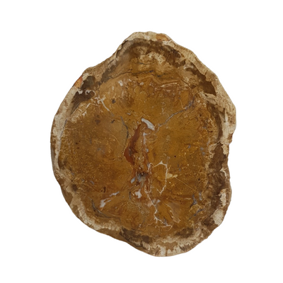 Tranche de bois fossilisé n°4